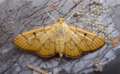 Patania chlorophanta (Butler, 1878)