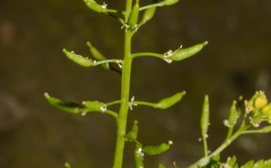 Rorippa sylvestris (L.) Besser 歐亞葶藶