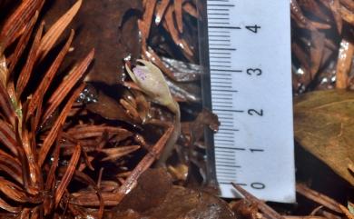Nervilia alishanensis T.C.Hsu, S.W.Chung & C.M.Kuo 阿里山脈葉蘭