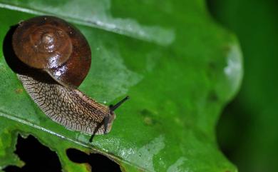 Nesiohelix swinhoei (Pfeiffer, 1866) 斯文豪氏大蝸牛