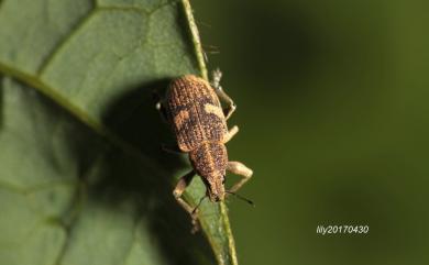 Eugnathus distinctus Roelofs, 1873