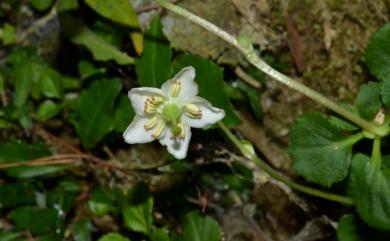 Moneses uniflora (L.) A. Gray 單花鹿蹄草