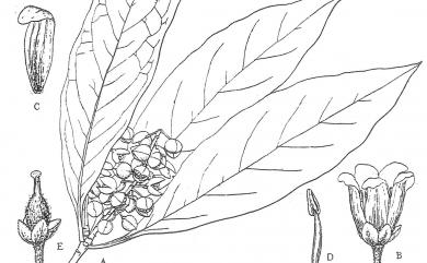 Pittosporum daphniphylloides Hayata 大葉海桐