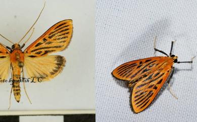 Tyspanodes striata Butler, 1879 橙黑紋野螟