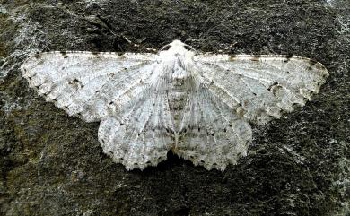 Lassaba parvalbidaria parvalbidaria (Inoue, 1978) 污雪尺蛾