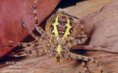 Argiope aemula Walckenaer, 1842 長圓金蛛