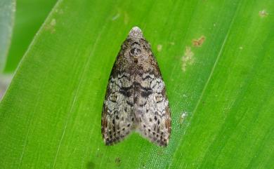 Chorsia mollicula (Graeser, 1889)