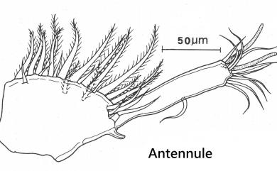 Anuretes branchialis Rangnekar, 1953