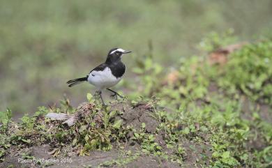 Motacilla grandis Sharpe, 1885 日本鶺鴒