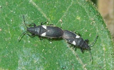 Oxycarenus lugubris (Motschulsky, 1859) 黑斑尖長蝽