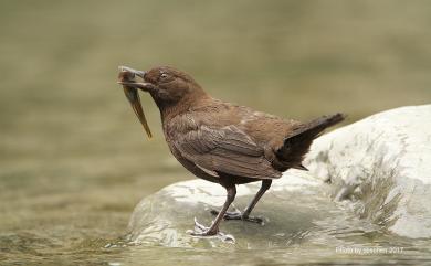 Cinclus pallasii Temminck, 1820 河烏