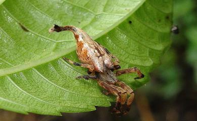 Arachnura melanura Simon, 1867 黑尾曳尾蛛