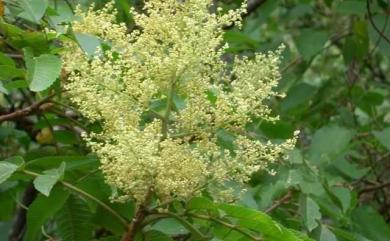 Rhus chinensis var. roxburghii 羅氏鹽膚木