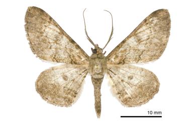 Cleora repulsaria repulsaria (Walker, 1860) 褐鋸尺蛾