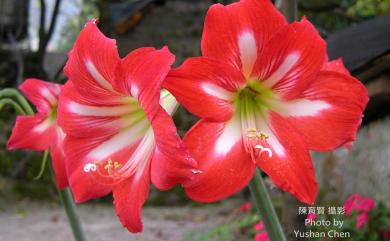 Hippeastrum puniceum (Lam.) Voss 孤挺花