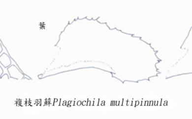 Plagiochila multipinnula 複枝羽蘚