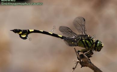 Sinictinogomphus clavatus Fabricius, 1775 細鉤春蜓