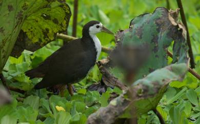 Amaurornis phoenicurus chinensis (Boddaert, 1783) 白腹秧雞