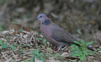 Streptopelia chinensis chinensis (Scopoli, 1786) 珠頸斑鳩