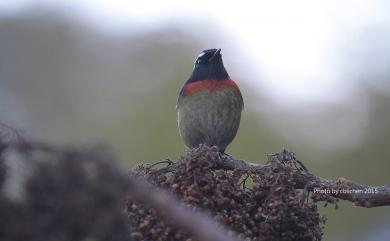 Tarsiger johnstoniae (Ogilvie-Grant, 1906) 栗背林鴝