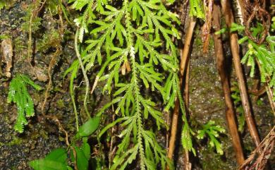 Selaginella involvens (Sw.) Spring 密葉卷柏
