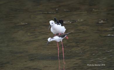 Himantopus himantopus (Linnaeus, 1758) 高蹺鴴