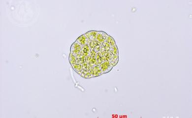 Cololejeunea lanciloba 狹瓣疣鱗蘚