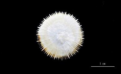 Anthemiphyllia dentata (Alcock, 1902) 齒形花葉珊瑚