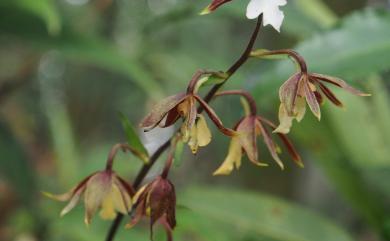 Calanthe arcuata 尾唇根節蘭