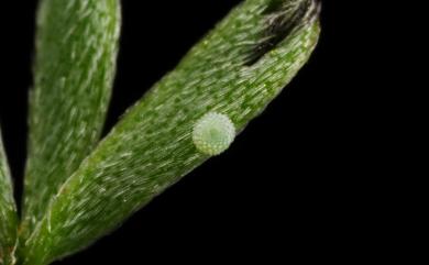 Freyeria putli formosanus (Matsumura, 1919) 東方晶灰蝶