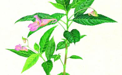 Impatiens devolii T.C.Huang 棣慕華鳳仙花