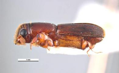 Crossotarsus externedentatus (Fairmaire, 1849) 外齒截尾長小蠹