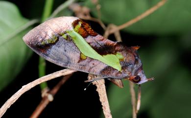 Eudocima homaena (Hübner, 1823) 鑲落葉裳蛾