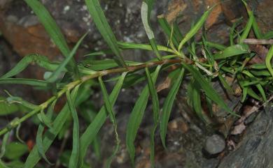 Dianthus palinensis 巴陵石竹