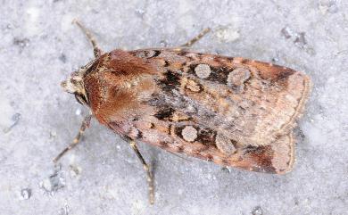 Diarsia formosensis (Hampson, 1909) 寶島歹夜蛾