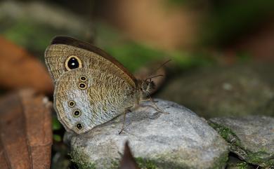 Ypthima conjuncta yamanakai Sonan, 1938 白漪波眼蝶