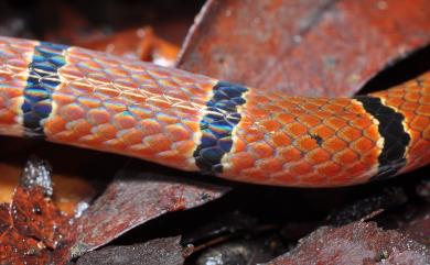 Sinomicrurus swinhoei (Van Denburgh, 1912) 斯文豪氏華珊瑚蛇