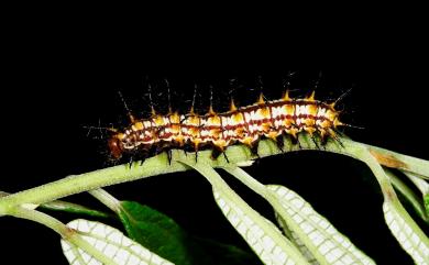 Acraea issoria formosana (Fruhstorfer, 1912) 苧麻珍蝶