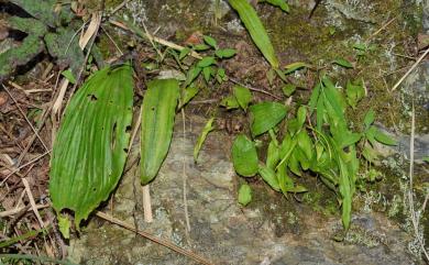 Pleione bulbocodioides 臺灣一葉蘭