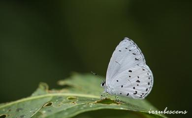 Udara albocaerulea (Moore, 1879) 白斑嫵琉灰蝶