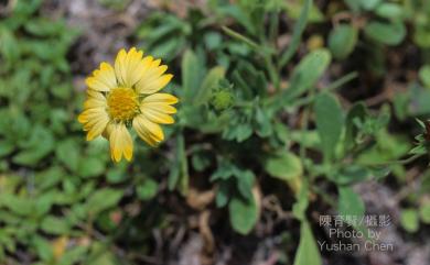 Gaillardia pulchella 天人菊