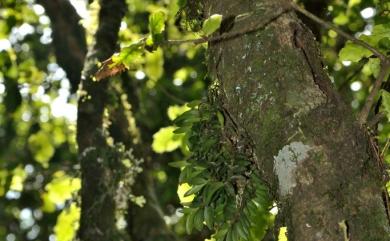 Gastrochilus hoii 何氏松蘭