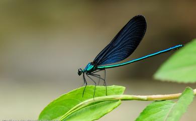 Matrona cyanoptera Hämäläinen & Yeh, 2000 白痣珈蟌