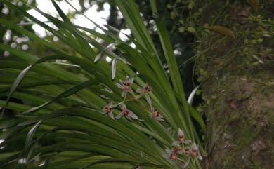 Cymbidium dayanum Rchb.f. 鳳蘭
