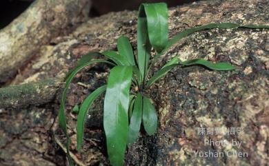 Asplenium nidus L. 臺灣山蘇花