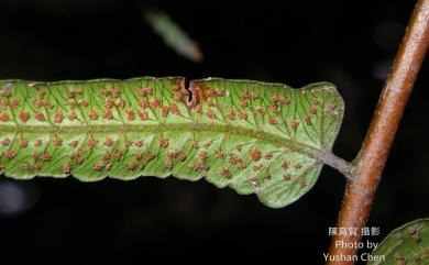 Alsophila podophylla 鬼桫欏