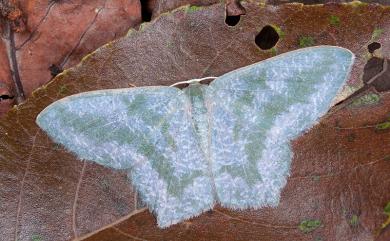 Maxates thetydaria (Guenee, 1857) 綠帶尖尾尺蛾