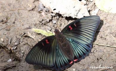 Euthalia irrubescens fulguralis Matsumura, 1909 紅玉翠蛺蝶