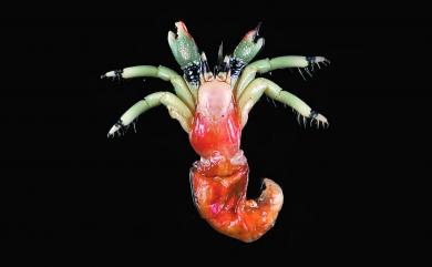 Calcinus guamensis Wooster, 1984 關島硬指寄居蟹