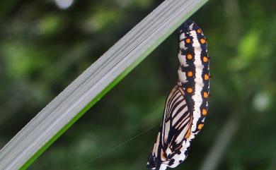 Acraea issoria formosana (Fruhstorfer, 1912) 苧麻珍蝶